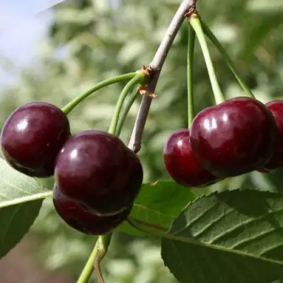 Вишня ЖАДАНА в Бресте