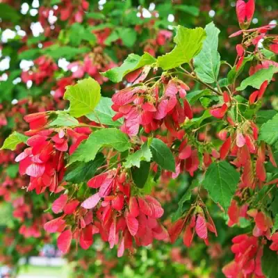 Клен татарский в Бресте