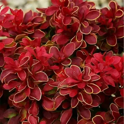 Барбарис РЕД ХОТ ЧИЛИ тунберга в Бресте