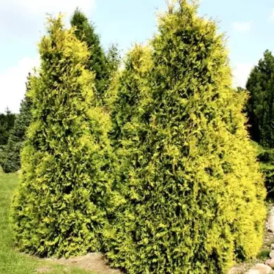 Туя САЛЛАНД западная в Бресте