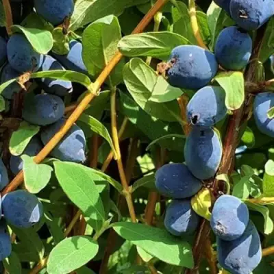 Жимолость съедобная КЛУБНИЧНАЯ СЕНСАЦИЯ в Бресте