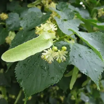 Липа мелколистная в Бресте