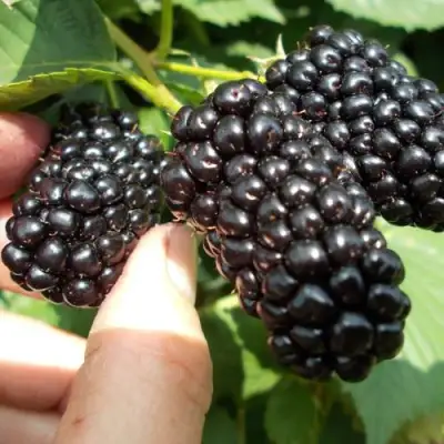 Ежевика НАТЧЕЗ бесшипная  в Бресте