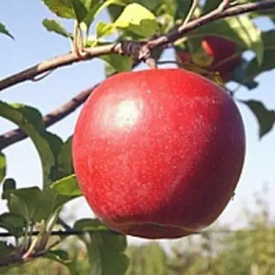 Яблоня ЛИГОЛ в Бресте