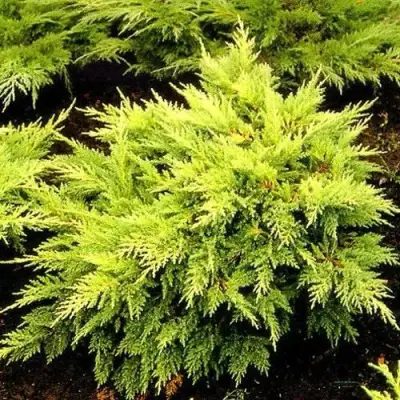 Можжевельник МОРДИГАН ГОЛД средний в Бресте
