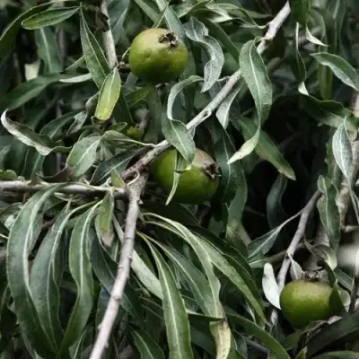 Груша ИВОЛИСТНАЯ в Бресте