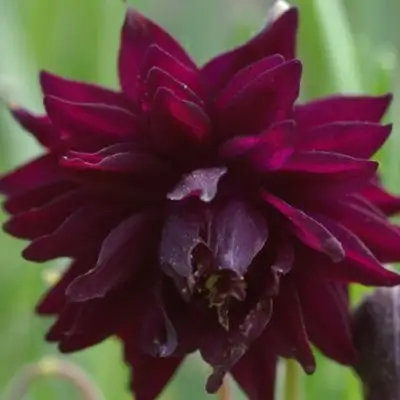 Аквилегия БАРЛОУ БОРДО обыкновенная в Бресте