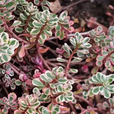 Очиток (седум) ТРИКОЛОР ложный в Бресте