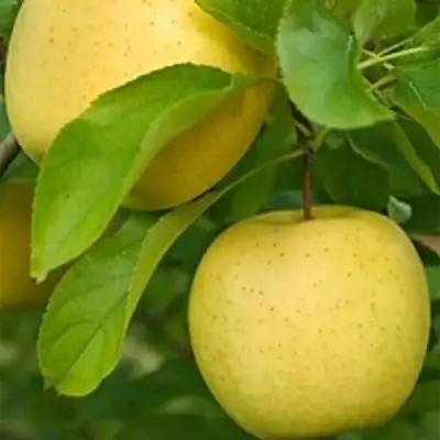 Яблоня АНАНАС в Бресте