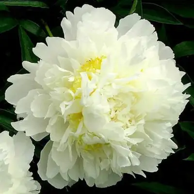 Пион ЗОЛОТОЙ ОРЕОЛ травянистый в Бресте