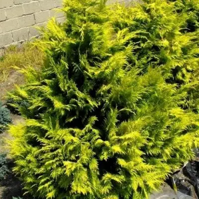 Кипарисовик ГОЛДЕН ВОНДЕР лавсона в Бресте