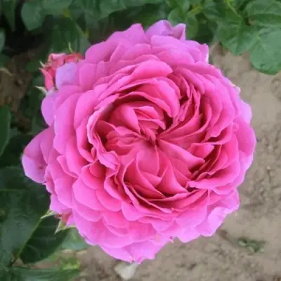 Роза АНУШКА чайно-гибридная в Бресте