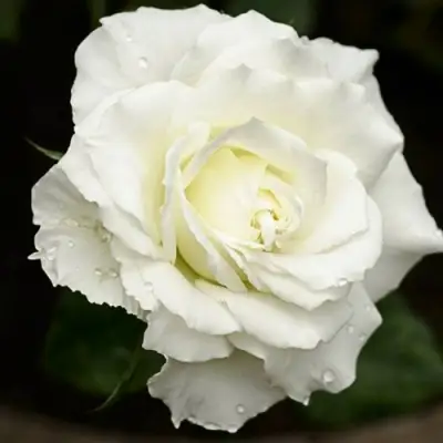 Роза МОНДИАЛЬ чайно-гибридная в Бресте