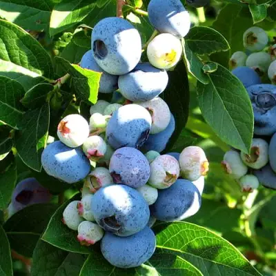 Голубика ВЕЙМУТ в Бресте