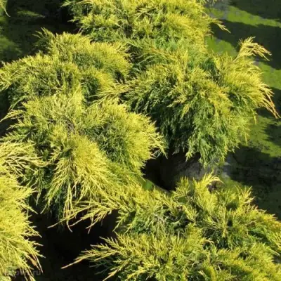 Можжевельник КИНГ ОФ СПРИНГ средний в Бресте