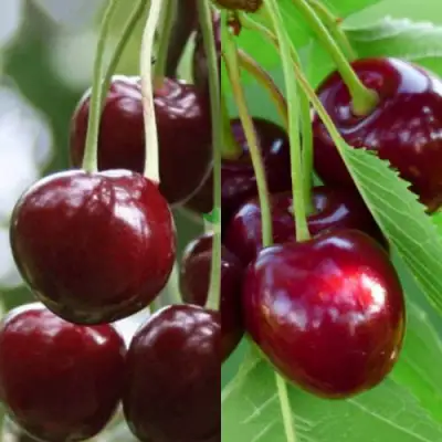 Комплект ВИШНЕВЫЙ ТАНДЕМ в Бресте