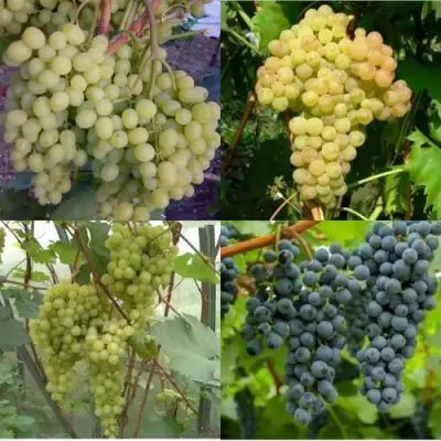 Комплект ВИНОГРАДНАЯ РАДУГА в Бресте