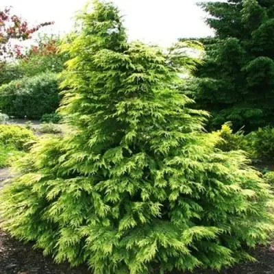 Кипарисовик САНКИСТ лавсона в Бресте