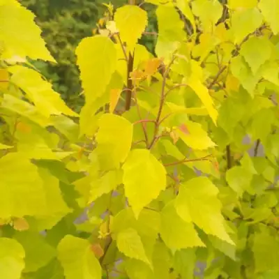 Берёза ГОЛДЕН ОБЕЛИСК повислая  в Бресте
