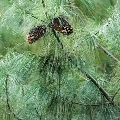 Сосна АРМАНДИ в Бресте