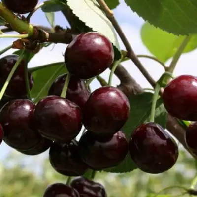 Дюк ИВАНОВНА в Бресте