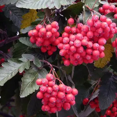 Рябина БОЯРЫШНИКОПЛОДНАЯ сладкоплодная в Бресте