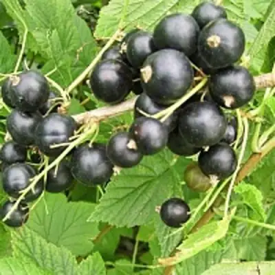 Смородина чёрная ЧЁРНЫЙ АИСТ в Бресте