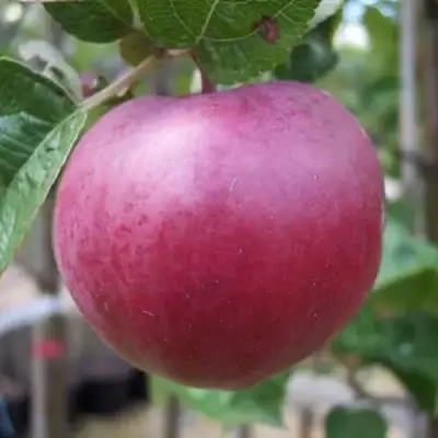 Яблоня НОРИС в Бресте