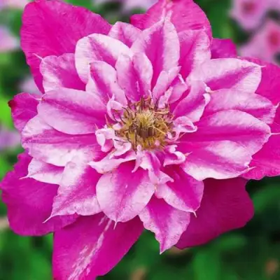 Клематис МАЙ ДАРЛИНГ  в Бресте