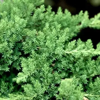 Можжевельник НАНА лежачий в Бресте