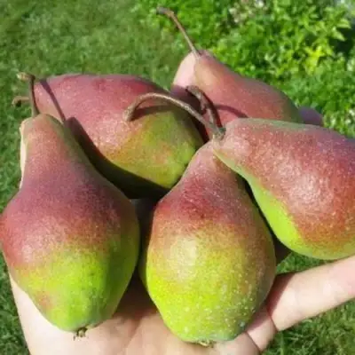 Груша ЯКОВЛЕВСКАЯ в Бресте