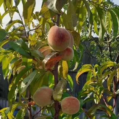 Персик ЕЛГАВСКИЙ в Бресте