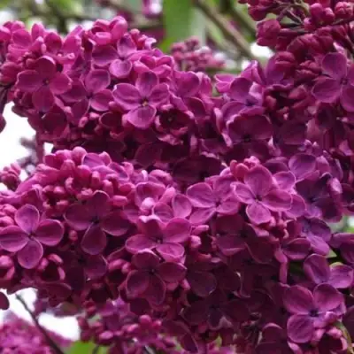 Сирень ЧАРЛЬЗ ДЖОЛИ в Бресте