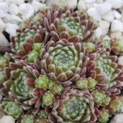 Молодило МОРКЕРС МЕРИТ в Бресте