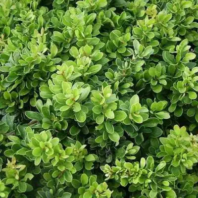 Барбарис КОБОЛЬД тунберга в Бресте