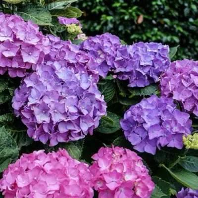 Гортензия ГАМБУРГ крупнолистная в Бресте
