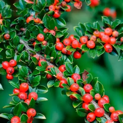 Кизильник горизонтальный в Бресте