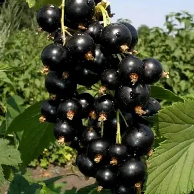 Смородина чёрная ВИНОГРАДНАЯ в Бресте