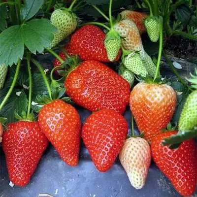 Клубника РОКСАНА в Бресте