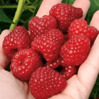 Малина РУБИФОЛ в Бресте