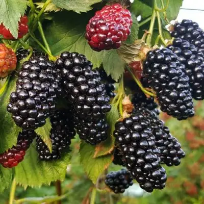 Ежевика НАТЧЕЗ бесшипная  в Бресте