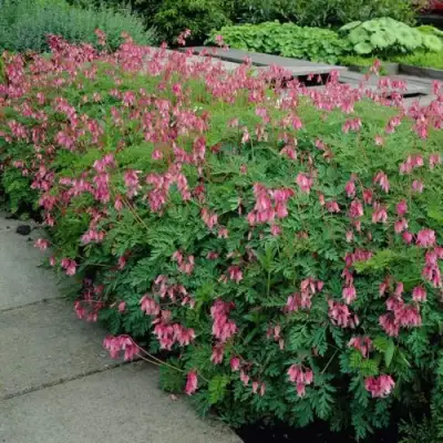 Дицентра изящная в Бресте