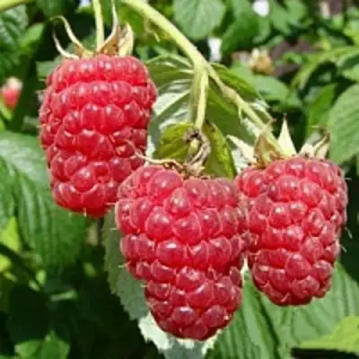 Малиновое дерево ТАРУСА в Бресте