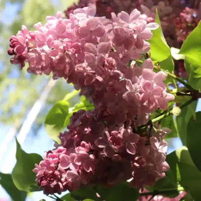 Сирень МЕДОВЫЙ СПАС в Бресте