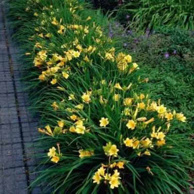 Лилейник СТЕЛЛА ДЕ ОРО гибридный в Бресте