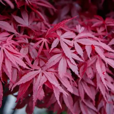 Клен дланевидный АТРОПУРПУРЕУМ в Бресте