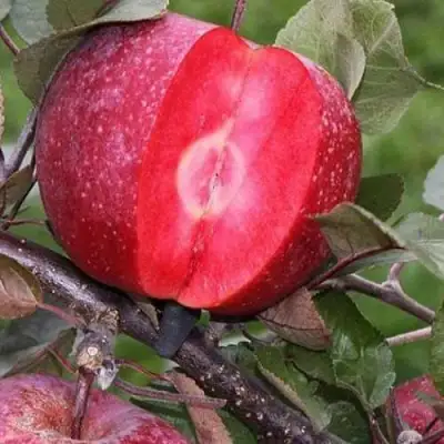 Яблоня РЕД КЕТТИ в Бресте