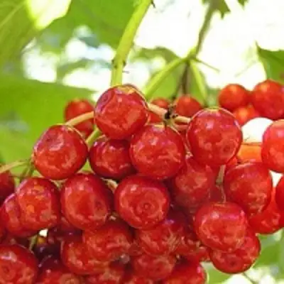 Калина КИЕВСКАЯ САДОВАЯ в Бресте