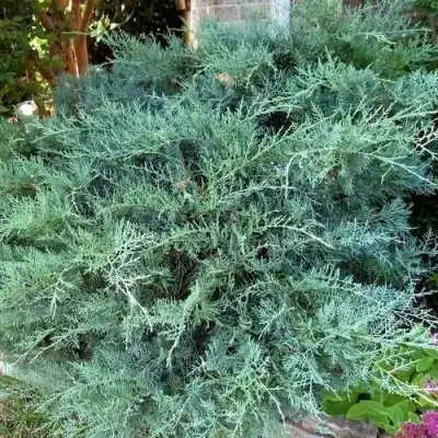 Можжевельник ГРЕЙ ОУЛ виргинский  в Бресте