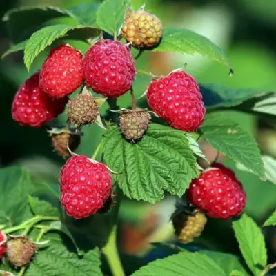 Малиновое дерево СКАЗКА в Бресте
